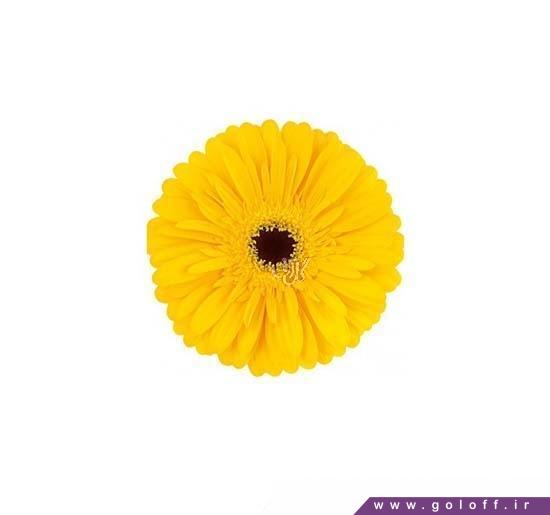 گل آنلاین - گل ژربرا المپیک گلد - Gerbera | گل آف